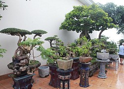 Mãn nhãn với vườn cây bonsai dáng quái giữa &#8220;lưng chừng trời&#8221; ở Hà Nội