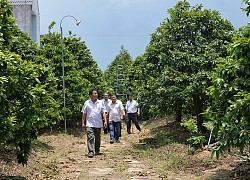 "Vương quốc" mai vàng nghìn cây, hàng chục cây giá tiền tỷ của ông Công mai miền Tây