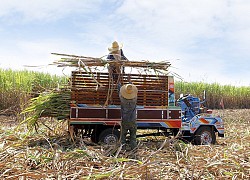 Cây mía Việt Nam vươn mình qua thách thức