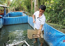 Hậu Giang: Nuôi lươn đồng theo kiểu lạ, bắt toàn con to bự vàng ươm, anh nông dân này trúng lớn