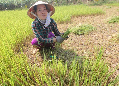 Lúa đông xuân 2020-2021 ở Nam Bộ: Né hạn, mặn để giữ sản lượng