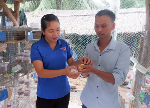 Nuôi loài chim mượt mà bóng bẩy, hót ngọt như đường, 8X tỉnh Bến Tre chăm nhàn mà bán chạy như tôm tươi