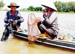 An Giang: Mùa lũ thấp dân buồn đành đi bắt chuột, giá rắn đồng, cua đồng tăng cao chót vót