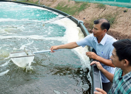 Bạc Liêu: Hàng năm có trên 35.000 hộ nông dân sản xuất giỏi, nhiều hộ thu tiền tỷ từ nuôi cá tôm đặc sản