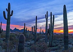 Ban dêm ở Scottsdale, Mỹ- Có điều gì đang chờ bạn khám phá