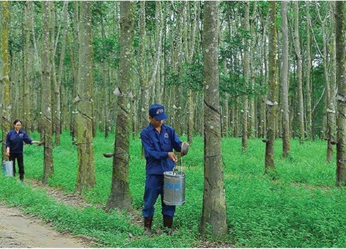 Cao su Tây Ninh (TRC): Lãi ròng tăng 13% trong quý III