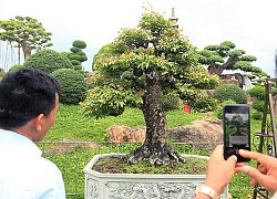 Ngắm dàn bonsai khế của đại gia chơi cây cảnh "ngông" ở Việt Nam