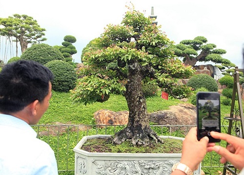 Ngắm dàn bonsai khế của đại gia chơi cây cảnh "ngông" ở Việt Nam