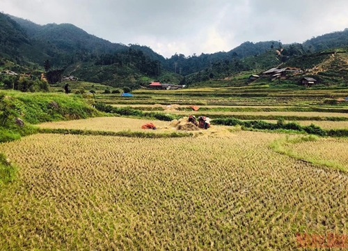 Những mùa vàng trên núi