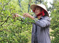 Phải lòng "cỗ máy nhả vàng" kiếm tiền tỷ, trồng la liệt các loại trái cây đặc sản thu nghìn USD