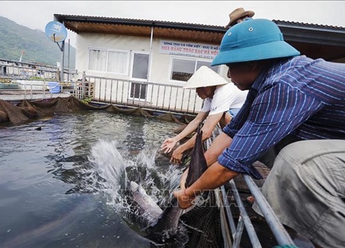 Phát triển nuôi thủy sản lòng hồ hiệu quả, bền vững, hướng tới sản phẩm OCOP