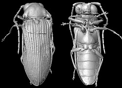 Tái tạo hình ảnh bọ cánh cứng từ kỷ Phấn trắng 99 triệu năm trước