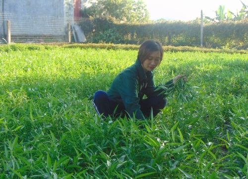 Thái Nguyên: Ở làng này, trồng thứ rau gì cũng tốt, tươi mơn mởn nhưng ăn thì yên tâm về độ an toàn