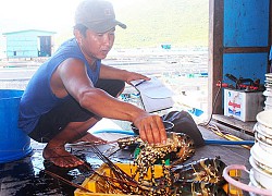 Tôm hùm, ốc hương tăng giá, ngư dân miền Trung tranh thủ bán hải sản chạy... bão