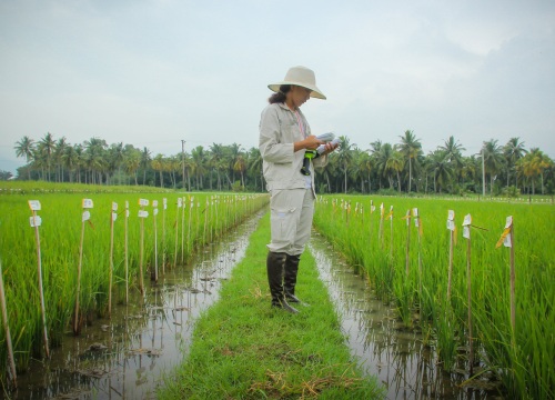 VINASEED mở rộng hợp tác với Viện nghiên cứu Lúa Quốc tế (IRRI)