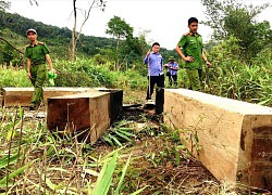 Mời nguyên Giám đốc Sở, Chi cục trưởng Kiểm lâm... làm rõ trách nhiệm để mất rừng