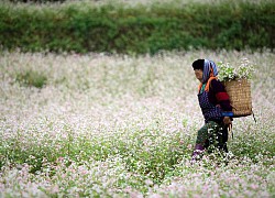 Hãy đến thiên đường hoa tam giác mạch Hà Giang