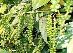 Giá tiêu hôm nay 17/10: Piperine trong hạt tiêu có thể ức chế virus SARS-CoV-2?