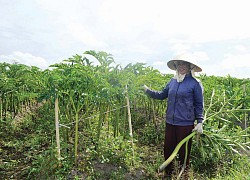 Quảng Trị: Lạ, nông dân khoái trồng loài cây nưa, trước là thức ăn cho nhà nghèo nay là của hiếm, ăn là nghiện