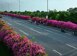 Hà Nội: Cây cầu hoa giấy bất ngờ bung nở trở lại, check-in "sương sương" có ngay ảnh đẹp!