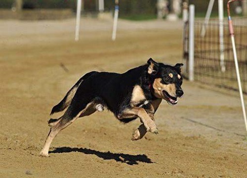 Hãy cùng chiêm ngưỡng hình ảnh một chú chó đuổi theo tốc độ kinh ngạc để cảm nhận sự nhanh nhẹn và mạnh mẽ của loài vật này. Hình ảnh này sẽ khiến bạn cảm thấy bất ngờ và thích thú với khả năng của chú chó.