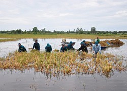 Cà Mau: Bộ đội, dân quân giúp dân "chạy lúa"