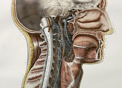 Các bác sĩ vừa phát hiện ra một bộ phận bí mật trong vùng đầu của người