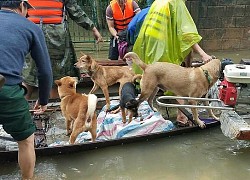 Chạy lũ nhưng nhất quyết không bỏ lại "thú cưng": Người một nhà mà