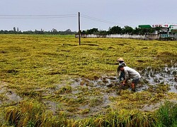 ĐBSCL: Khẩn trương tiêu thoát nước, cứu lúa bị ngập úng