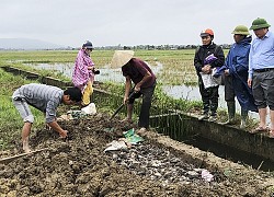 Đức Thọ ra quân tiêu diệt 100 ngàn con chuột