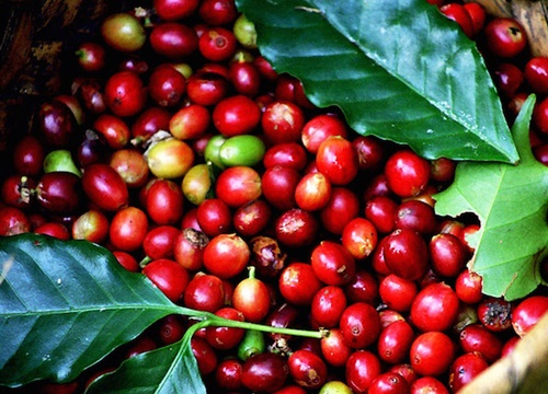 Giá cà phê hôm nay 19/10: Xu hướng giá tăng, Covid-19 và mưa lũ hỗ trợ giá cà phê Robusta đi lên