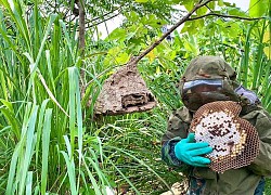 Nghề lạ mới nổi: Nuôi ong kịch độc lấy thịt, thương lái lùng mua nửa triệu đồng/kg