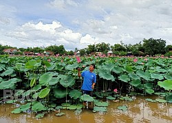 Bình Định: Bỏ cấy lúa, trồng loài cây lá to như cái thúng, chả tốn công chăm, hái thứ gì cũng bán được ra tiền