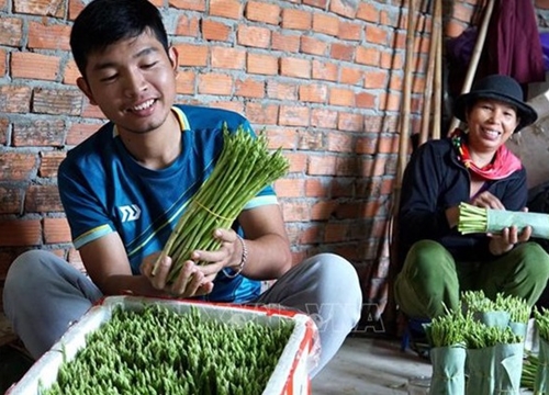 Cất bằng kinh doanh quốc tế, trai 9X về làng trồng 'rau vua', kiếm nửa tỷ mỗi năm