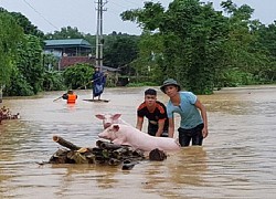 Chủ động phòng chống dịch bệnh cho vật nuôi sau mưa lũ