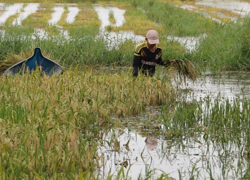 ĐBSCL: Hàng chục ha lúa ngập trong nước