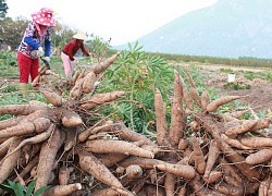 Đừng phiên phiến, hãy gọt thật sạch vỏ của 8 loại thực phẩm này trước khi ăn bởi chúng sẽ trở thành chất độc khi đi vào cơ thể