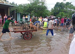 Hàng trăm con vật được cứu khỏi vùng ngập khiến nhiều người cảm động, dân mạng cấp bách lan truyền hình ảnh chú chó nằm trên "nóc lũ" chờ trợ giúp