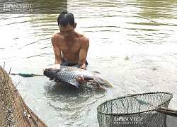 Long An: Nông dân nuôi cá quý hiếm to bự, nuôi cá koi lạ mắt, cứ bắt bán 1 con thu hàng triệu đồng