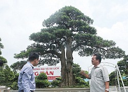 Mãn nhãn cây tùng "lạ" khiến đại gia vác bao tải tiền đến mua cây