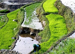 Mùa gặt 'hạt vàng' ở ruộng bậc thang Y Tý