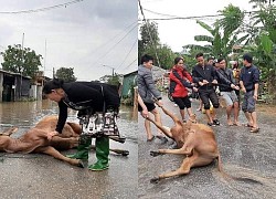 Rơi nước mắt cảnh người dân Hà Tĩnh mất trắng đàn bò, ôm heo gà sau lũ: "Cả gia tài cho con ăn học"