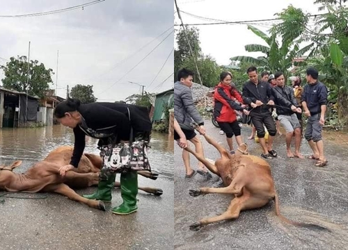 Rơi nước mắt cảnh người dân Hà Tĩnh mất trắng đàn bò, ôm heo gà sau lũ: "Cả gia tài cho con ăn học"