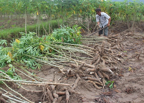 Sắn không bán được bị hư hỏng, người dân mang xuống ruộng đổ bỏ