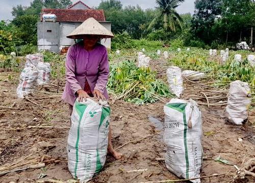 Thu hoạch mì tránh ngập úng