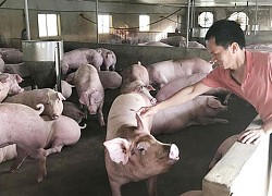 Giá lợn hơi hôm nay 25/10: Đi ngang, dao động trong khoảng 60.000 - 77.000 đồng/kg