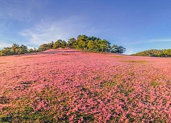 Khám phá hai Đồi cỏ hồng đẹp nhất Đà Lạt