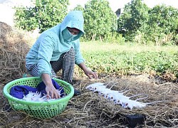 Làng bắt chuột đồng ở Hải Dương ngày chính vụ làm đến đâu hết đến đấy