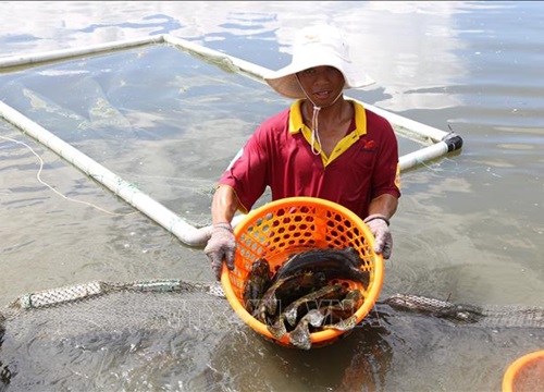 Nông dân Khánh Hòa nuôi cá mú đạt hiệu quả kinh tế cao