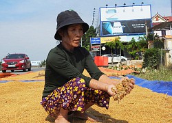 Quảng Bình: Người dân vùng lũ khóc ròng trước hàng nghìn tấn thóc giống đóng thành bánh, vón cục nảy mầm